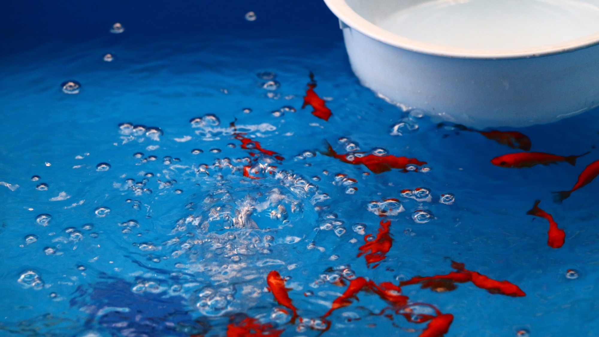 high-angle-view-fish-water-table-min